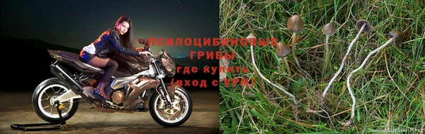 apvp Магадан